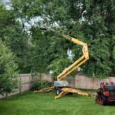 Best Storm Damage Tree Cleanup  in Royal Palm Estates, FL